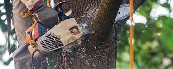 Best Lawn Irrigation Installation and Maintenance  in Roosevelt, NY