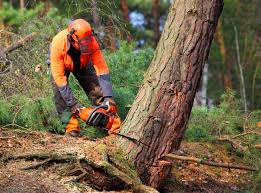 Best Lawn Drainage Solutions  in Roosevelt, NY