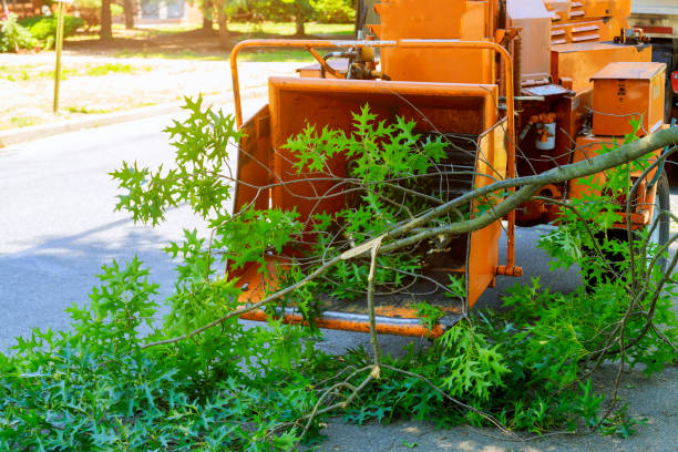 Best Tree Risk Assessment  in Roosevelt, NY