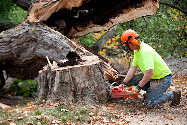 Best Tree Health Inspection  in Roosevelt, NY