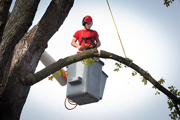 Best Emergency Tree Removal  in Roosevelt, NY